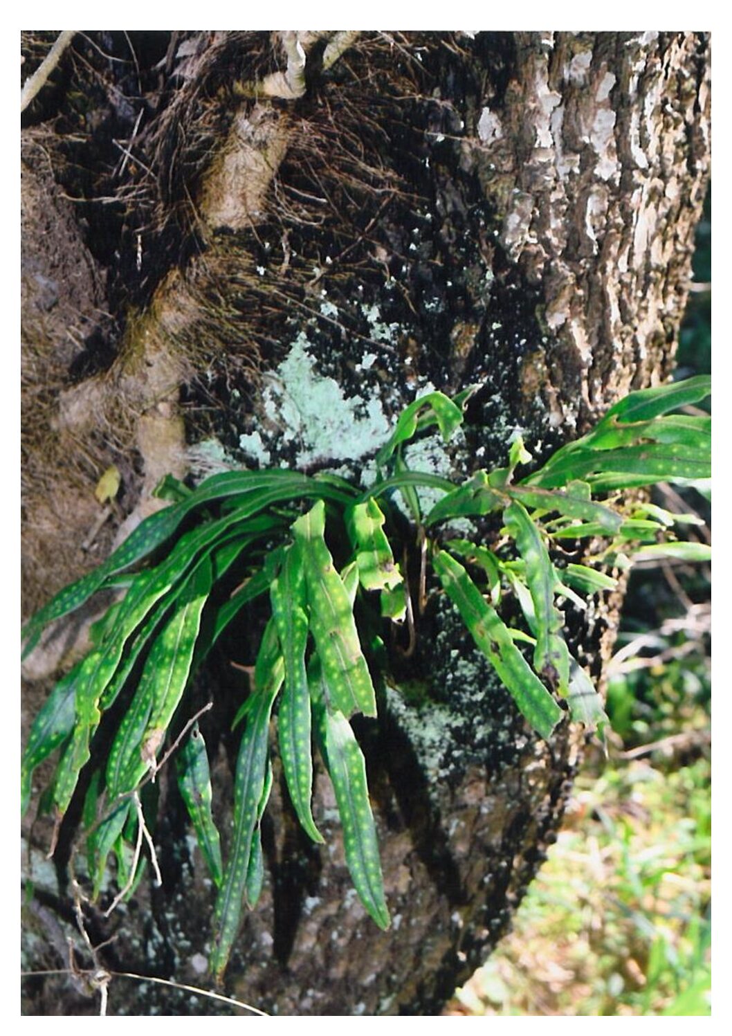 ノキシノブ（ウラボシ科） 226章 2019年4月号 | JA成田市（成田市農業