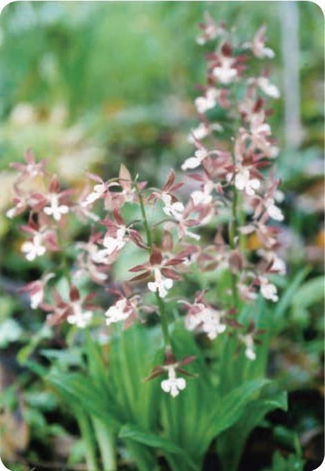 珠洲産　ピンク色と小豆色のエビネ　ラン科植物 エビネ（ラン科） 第236章 2022年5月号 | JA成田市（成田市農業協同組合）