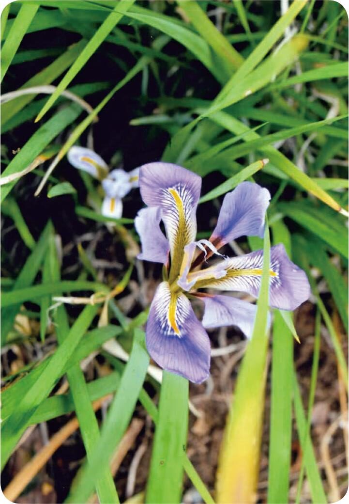 三寸アヤメ（アヤメ科） 第287章 2024年5月号 | JA成田市（成田市農業